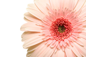 Image showing pink daisy