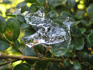 Image showing Ice Shapes after a rare Snowfall in Pisa, Italy