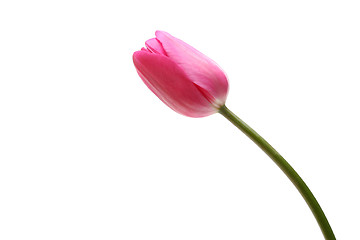 Image showing tulip