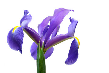 Image showing dutch iris over white