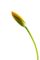 Image showing yellow tulip