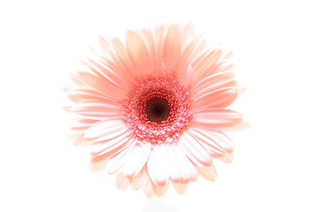 Image showing pink daisy highkey