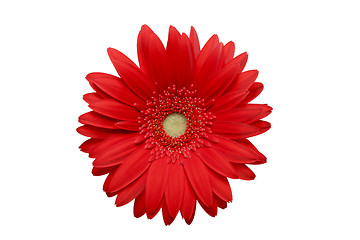 Image showing red daisy isolated