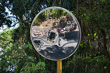 Image showing Detail of Daintree National Park, Queensland, Australia