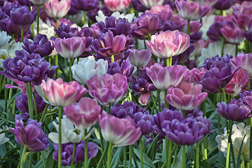 Image showing Flowers in a Oslo Meadow, Norway, May 2009