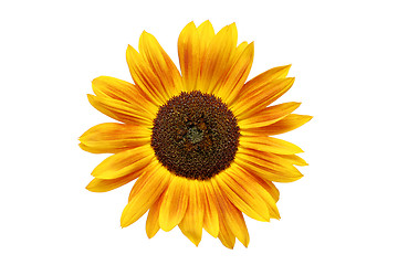 Image showing sunflower rusted