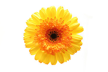 Image showing gerbera isolated over white