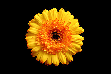 Image showing yellow orange gerbera over black