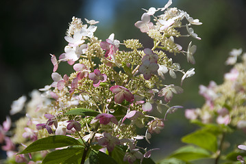 Image showing Flowers of Toronto, Canada, August 2008