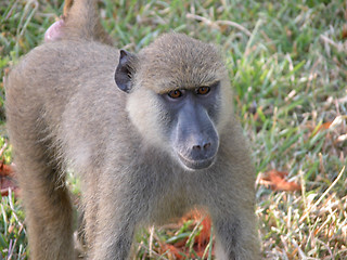 Image showing Detail of Kenya, Africa during Spring 2005