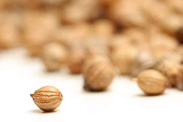 Image showing coriander seed macro