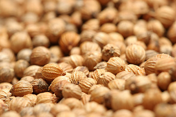 Image showing coriander macro