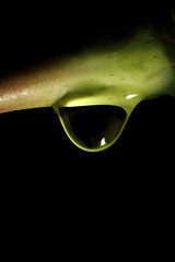 Image showing water drop on stem