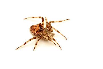 Image showing spider over white