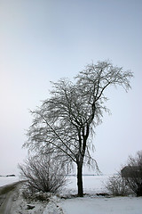 Image showing winter tree