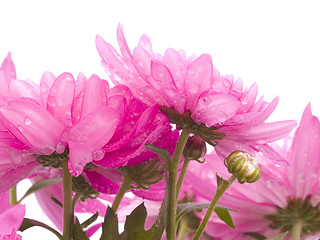 Image showing Chrysanthemum