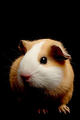 Image showing guinea pig over black