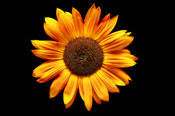 Image showing sunflower rusted over black