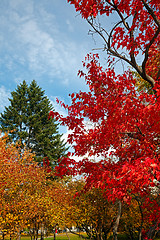 Image showing Colorful fall