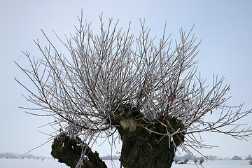 Image showing pile tree in sweden