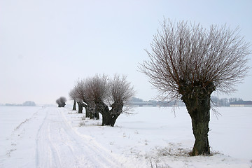 Image showing pile tree in sweden