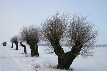 Image showing pile tree in sweden