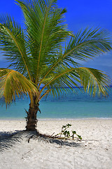 Image showing Palm tree