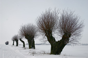 Image showing pile tree  in sweden