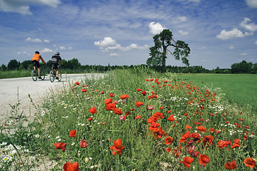 Image showing Training of bicyclists on beautiful road with a blossoming poppy