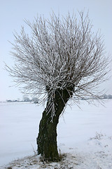 Image showing pile tree in sweden