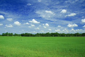 Image showing green field