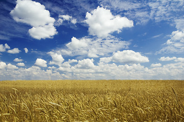 Image showing golden corn and blue sky