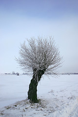 Image showing winter tree