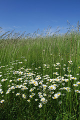 Image showing Daisys.