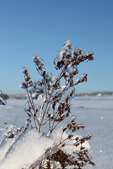 Image showing Winter flora
