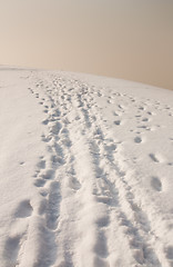 Image showing footprints in snow