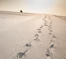 Image showing winter path