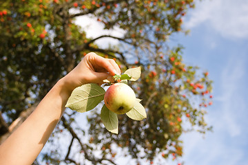 Image showing Hand holding an apple