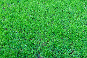 Image showing Grass background