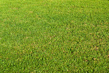 Image showing Lawn