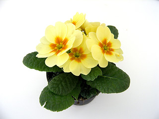 Image showing primrose