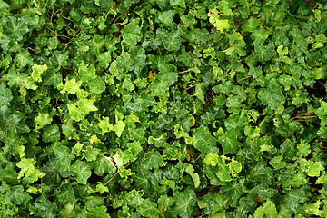 Image showing Ivy