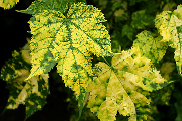 Image showing Leaves