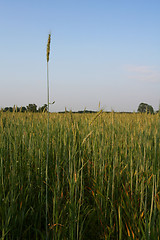 Image showing Green rye