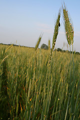 Image showing Green rye