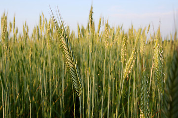 Image showing Green rye