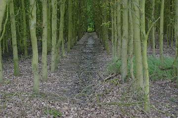 Image showing Lined up trees