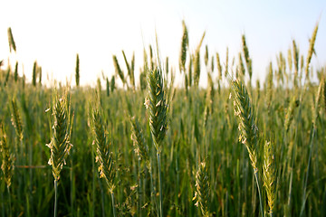 Image showing Green rye