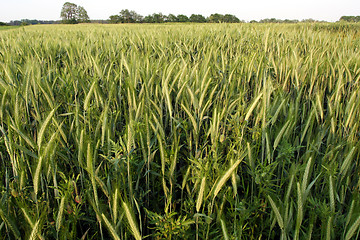 Image showing Green rye