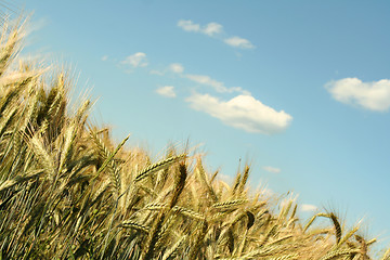 Image showing Corn